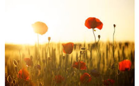 دعوت توحید اور منہج سلف